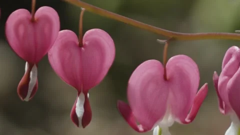 Bleeding Hearts detail Stock Footage 305069164