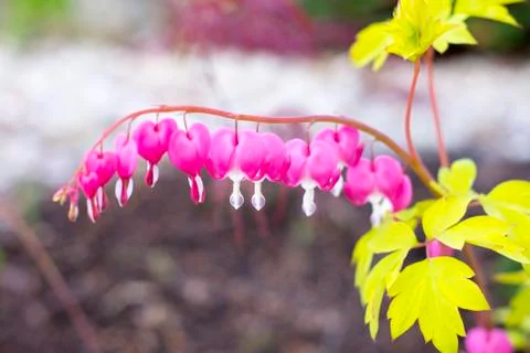 Bleeding hearts flower Stock Photos