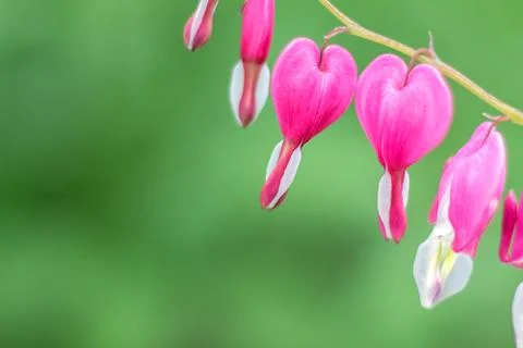 Bleeding hearts flower Foto stock