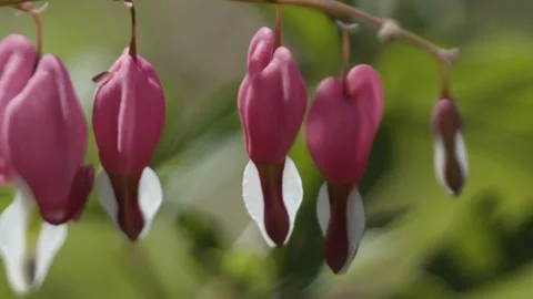 Bleeding Hearts Flowers Macro Stock Footage 305069127