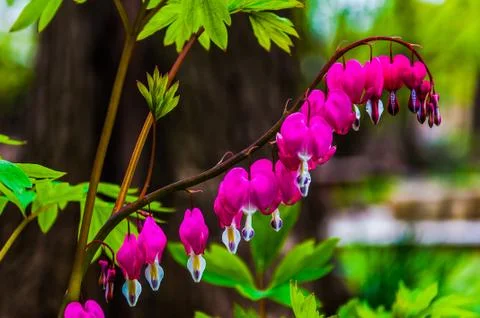 Bleeding hearts flowers surrounded by green leaves Stock Photos