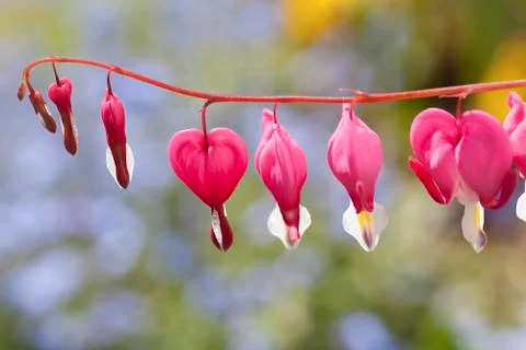 Bleeding hearts Stock Photos
