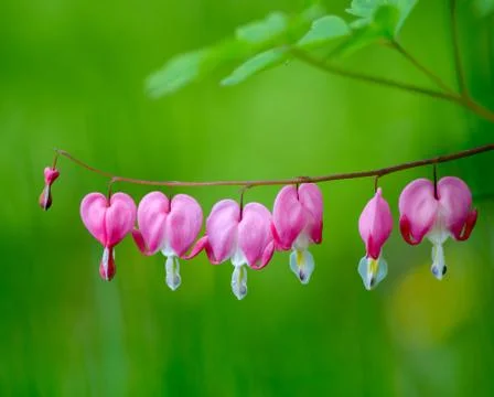 Bleeding Hearts Stock Photos
