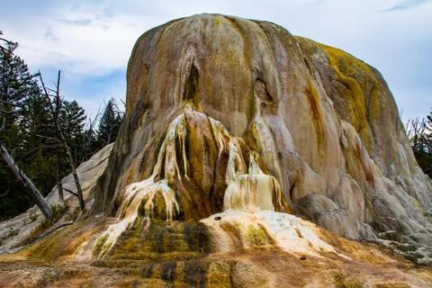 Bleeding Rock Stock Photos