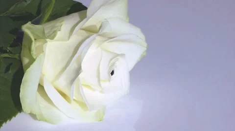 Bleeding rose 動画素材 8519662