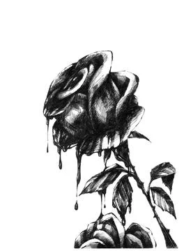 Bleeding rose ink drawing illustration Stock Illustration