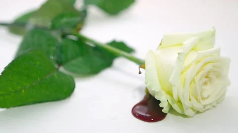 Bleeding White Rose V2 스톡 동영상 61472750