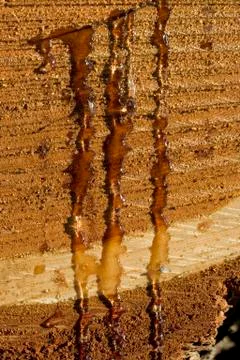 Bleeding wood Stock Photos