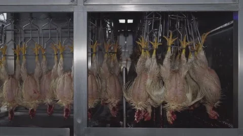 Bleeding01 Stock Footage 165849686