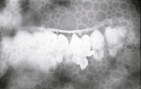 BleedingHeart Stock Photos