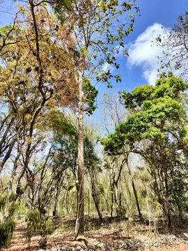 A blend of trees with fresh foliage and dry trees. Dry season in Asia Photos