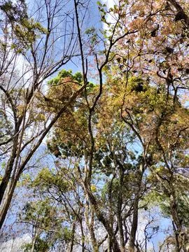 A blend of trees with fresh foliage and dry trees. Dry season in Asia Photos