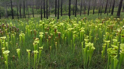 Blended scenes of Carnivorous Pitcher Plants, (Sarracenia), SE USA Video stock 99150100