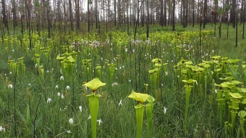 Blended scenes of Carnivorous Pitcher Plants (Sarracenia), SE USA Stockbeeldmateriaal 99185530