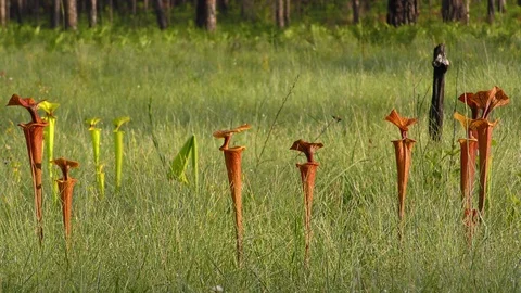 Blended scenes of Carnivorous Pitcher Plants (Sarracenia), SE USA Stock Footage 99186006