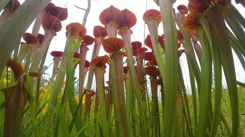 Blended scenes of carnivorous Pitcher Plants (Sarracenia), SE USA 库存影片 99321890