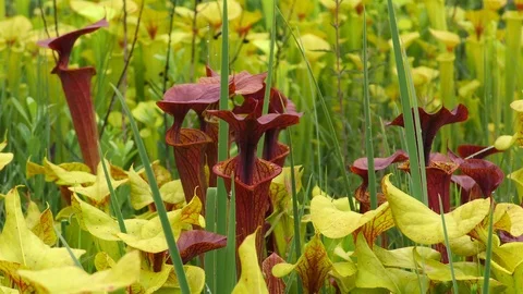 Blended scenes of Carnivorous Pitcher Plants (Sarracenia), SE USA Stock Footage 99321891