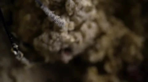 Blender, closeup 스톡 동영상 64702461