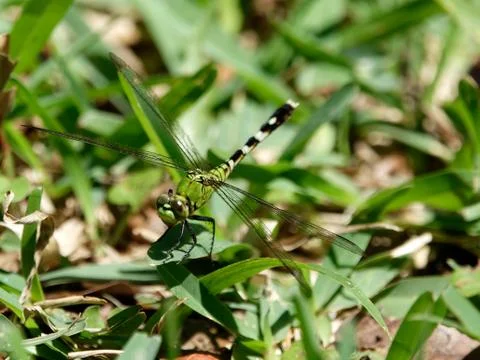 Blending In Stock Photos