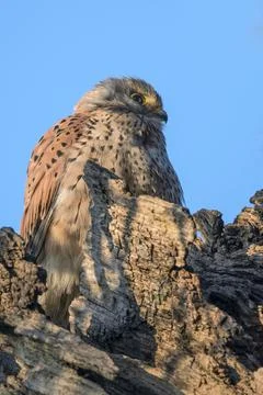 Blending with the trees Stock Photos
