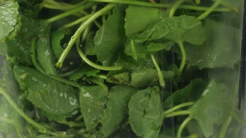 Blending vegetables Stock Footage 112864846