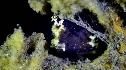 Blennie hiding in coral sponge Stock Footage 59643751