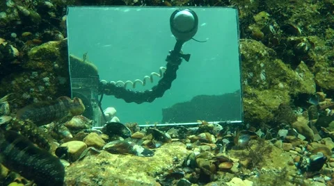 Blennies studying its reflection in the mirror. Stock Footage 63341541