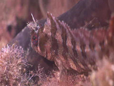 Blennioidei fish underwater blennie close up Stock Footage