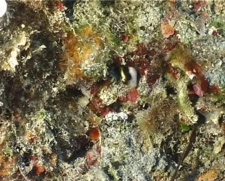 Blenny (C097) Video stock 104068