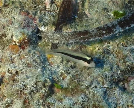 Blenny (C098) 動画素材 104084