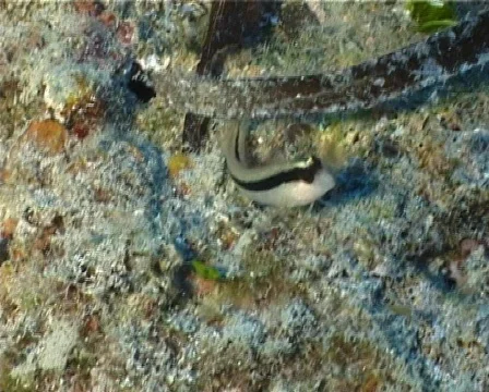 Blenny (C099) Video stock 104095
