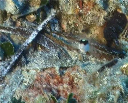 Blenny (C100) 動画素材 104116