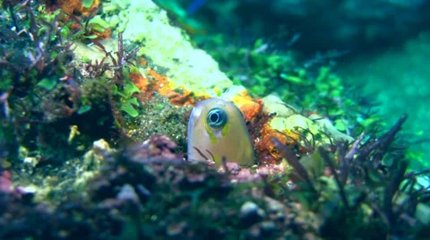 Blenny coming out of its hole Stock Footage 34352880