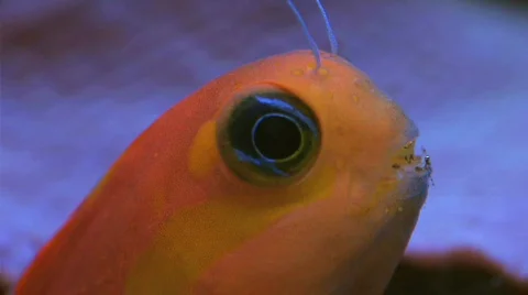 Blenny Video stock 268614