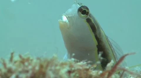 Blenny Stock Footage 12202575