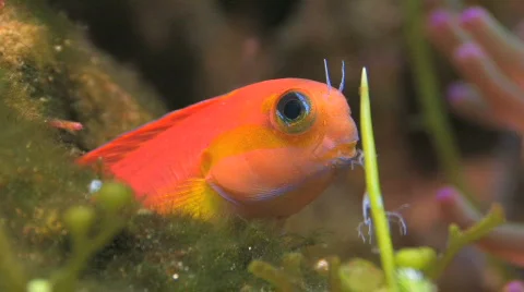 Blenny HD Stock Footage 505200