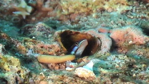 Blenny Inside The Coral, Looking Around Stock Footage 299964127