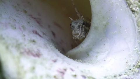 Blenny in a shell Stock Footage 256574559