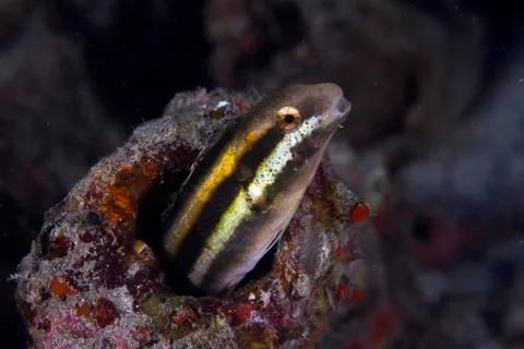 Blenny smiling Stock Photos