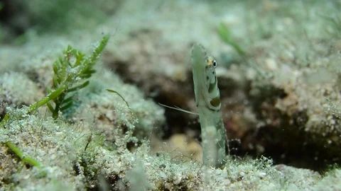 Blennys Stock Footage 86795428