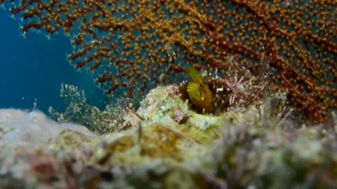 Blennys Видео 86925435