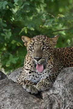 "Blep!" - Hilarious Leopard Expression Stock Photos