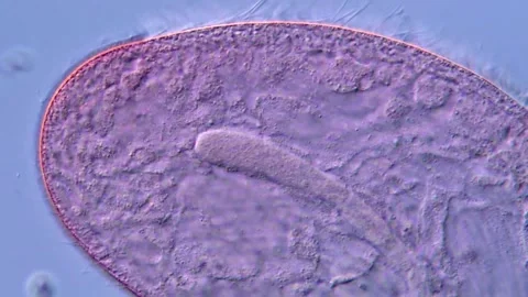 Blepharisma protozoa under microscope, 400x high Resolution video 库存影片 317633989