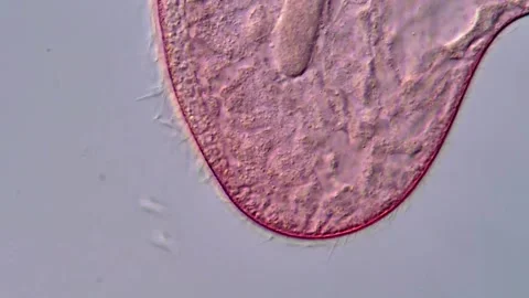 Blepharisma protozoa under microscopy, Pink protozoa swimming 스톡 동영상 317634085