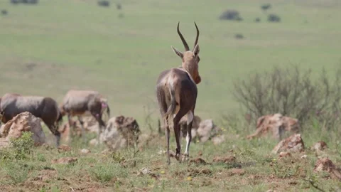Blesbok antelope walking away from the camera towards the rest of the herd,50fp Stock Footage 147462024