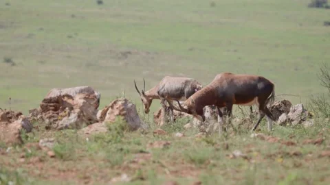 Blesbok antelope walking in front of the rest of the herd Stock Footage 147410208