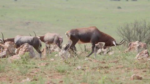 Blesbok antelope walking head down in front of the rest of the herd Stock Footage 147410532