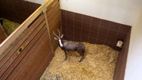 Blesbok (Damaliscus pygargus phillipsi) in captivity Stock Footage 86234795
