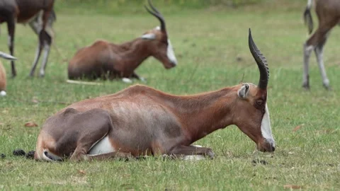 Blesbok Stock Footage 311944512