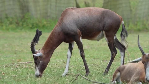 Blesbok Stock Footage 311944514